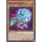 Brilliant Rose (POTE-EN021) - 1st Edition