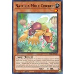 Naturia Mole Cricket (DABL-EN020) - 1st Edition